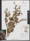 Foto von Salix triandra subsp. amygdalina (L.) Schübl. & G. Martens